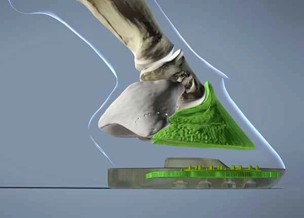 The bony structure of the coffin bone is optimally supported by the solid metal core.