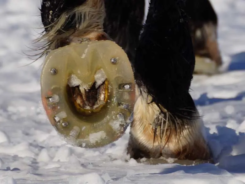 Riding in winter with alternative hoof protection and quick studs