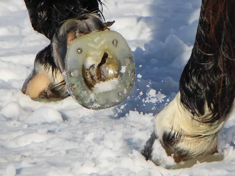 ridden horse in winter with plastic shoe with stabilizing metal core and quick studs for more grip