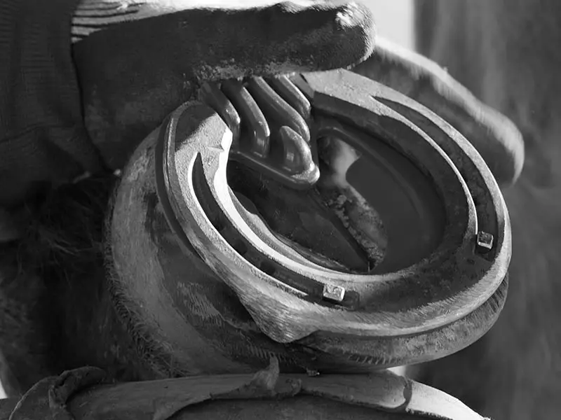 The farrier nails a steel shoe with a shock-absorbing insole with integrated frog support onto the hoof while wearing WonderGrip® cut-resistant gloves.