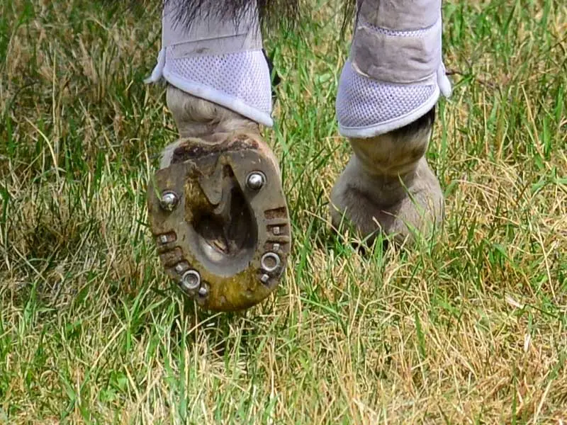 Close-up of a horse’s hind hooves in eventing; fitted with a special shock-absorbing horseshoe featuring four stud holes. Two holes have grass studs installed, the other two are closed with blank studs.