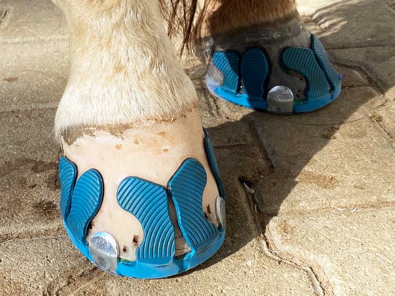 hind hooves equipped with a clipped composite shoe and blue glue-on tabs