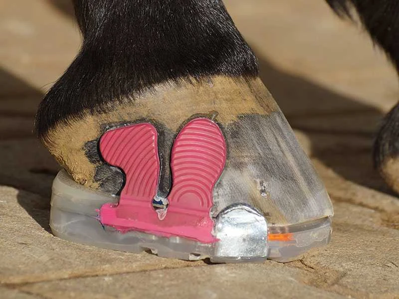 combined horse shoe - clipped and glued hoof protection with a wedge to change the hoof angle