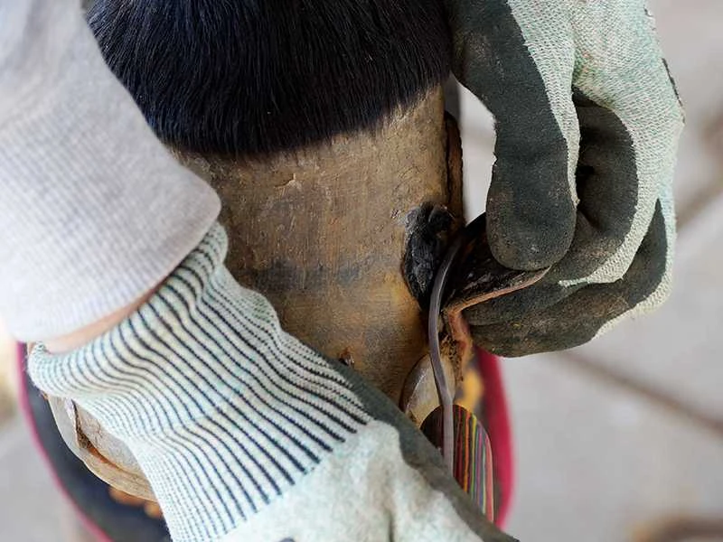 removing a glued composite horseshoe from the horse's hoof using a hoof knife