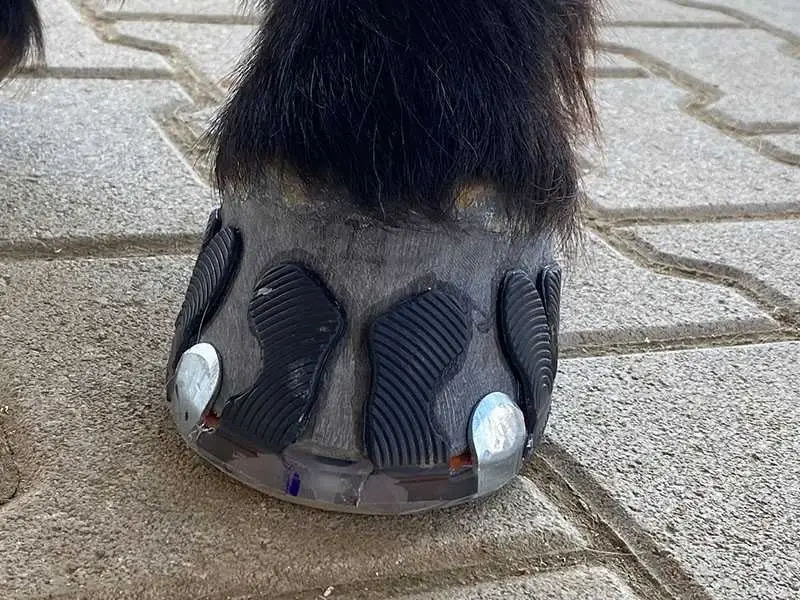 clipped glue-on horseshoe made with Wolf Busch&reg; glue-on tabs on the horse's hoof