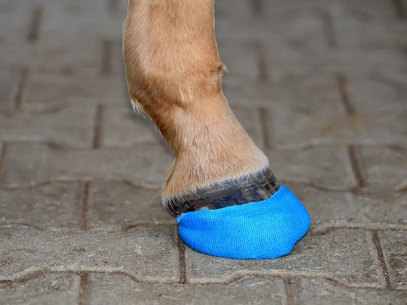 lateral view of a hoof shod with a cast shoe made of an open-toed horsehoe, cast hooks and a cast bandage