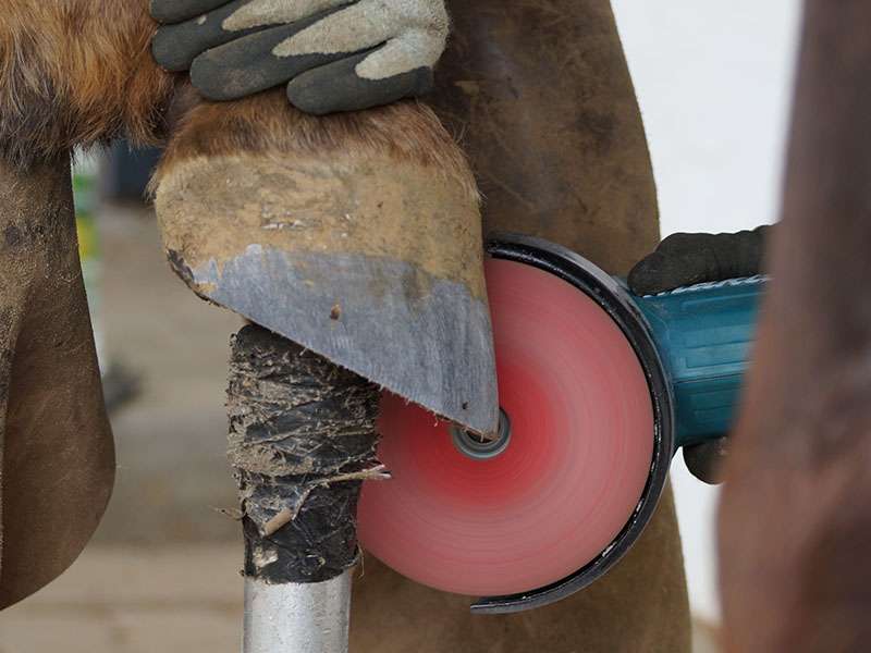 Farrier grinds the horse's hoof with an angle grinder with a pferd-brand fiber sander