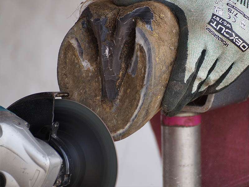 Farrier works on a hoof with the angle grinder with the combiclick system from horse